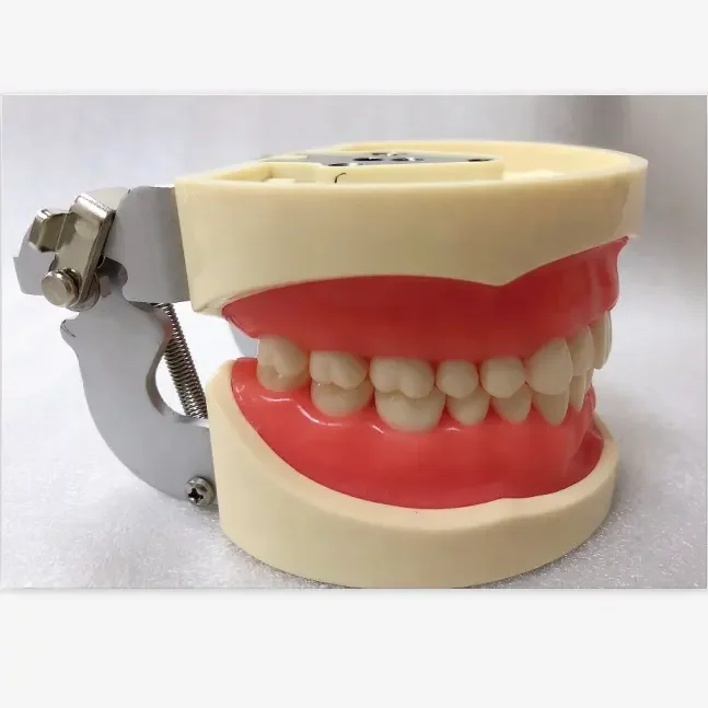 Compatible Typodont Nissin Dental Model with 32 28 Loose Teeth for Replacement 3
